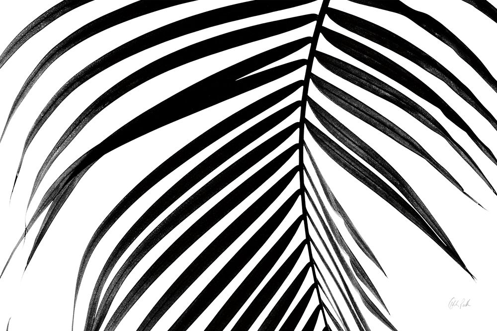 BW Fern V art print by Deborah Revell for $57.95 CAD