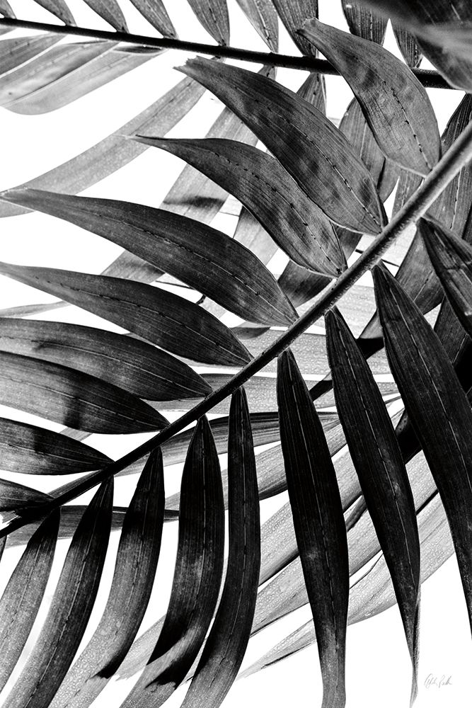 BW Fern VI art print by Deborah Revell for $57.95 CAD