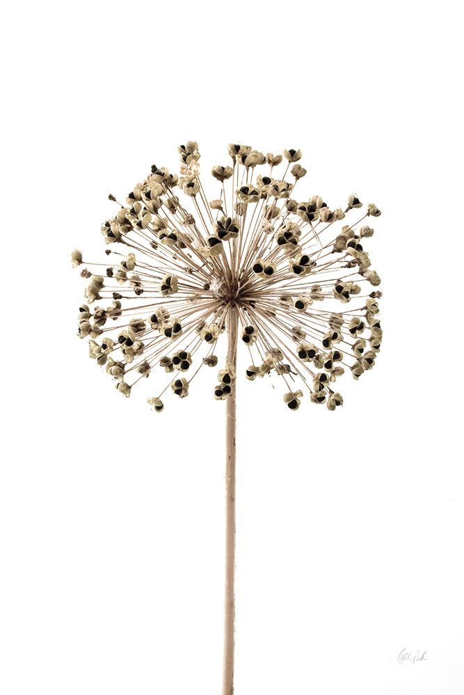 Allium art print by Deborah Revell for $57.95 CAD