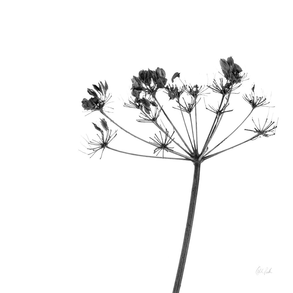 Stark art print by Deborah Revell for $57.95 CAD