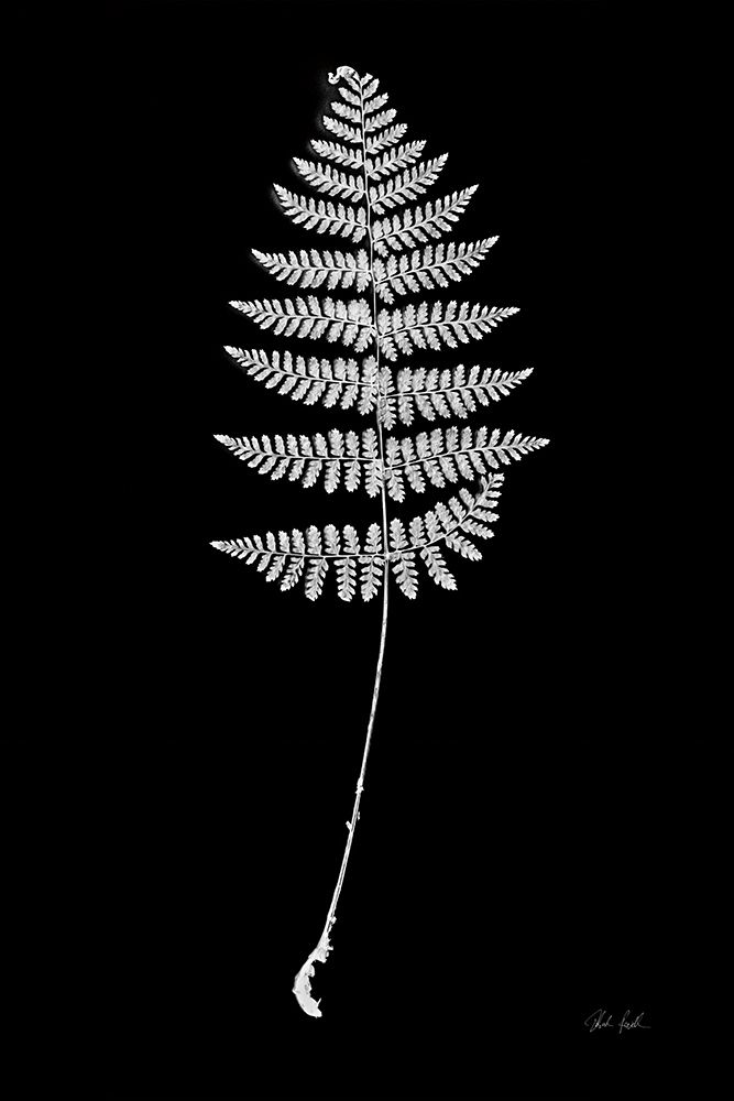 Vermont Fern art print by Deborah Revell for $57.95 CAD