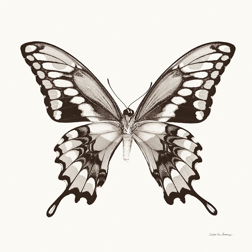 Butterfly VI BW on White art print by Debra Van Swearingen for $57.95 CAD