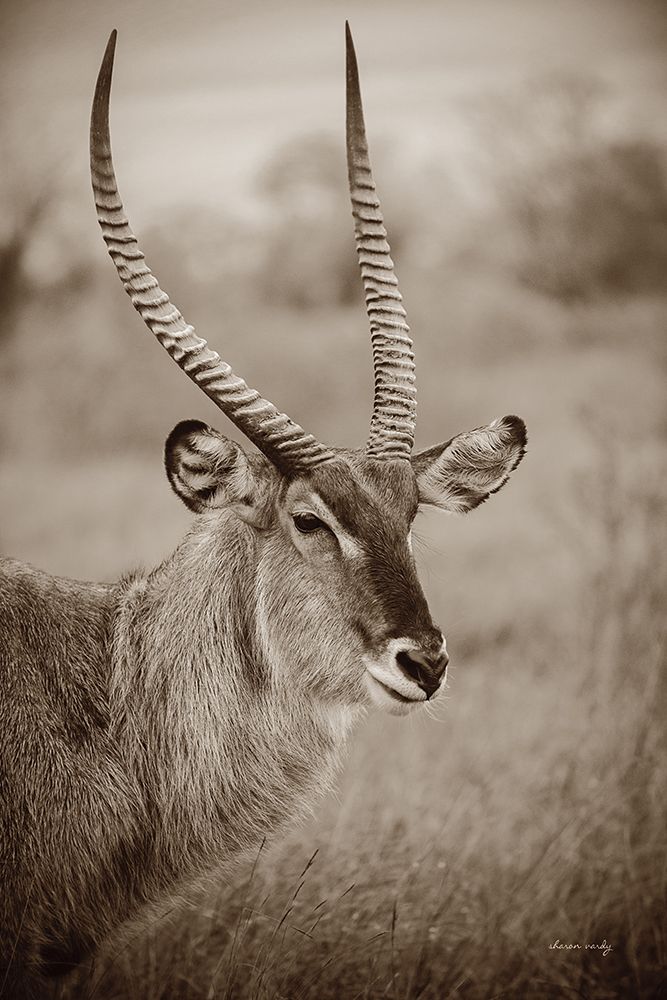 Waterbuck Portrait Sepia art print by Sharon Vardy for $57.95 CAD