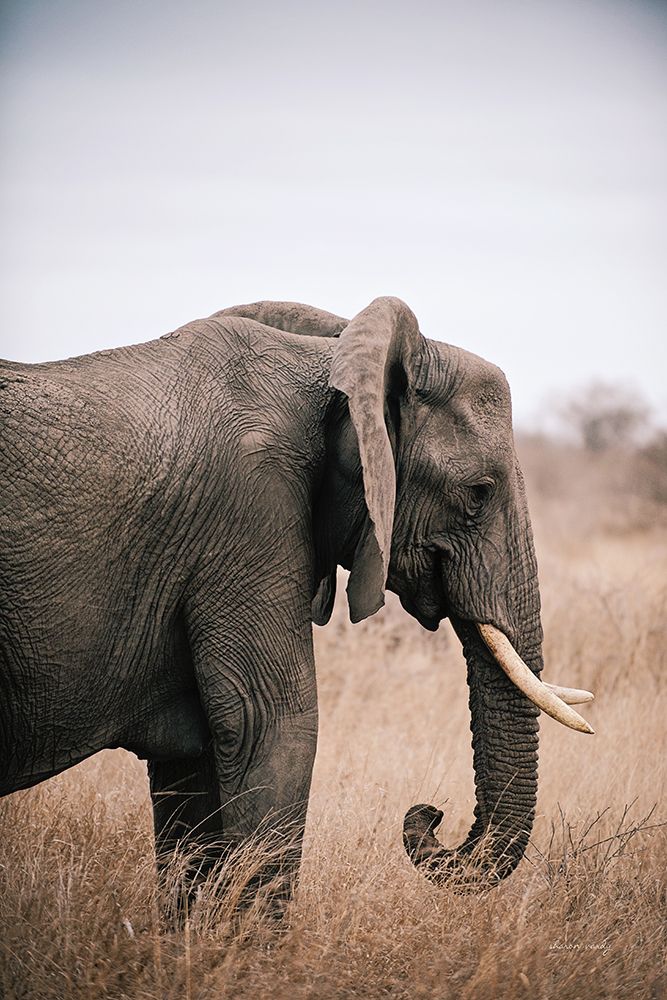 Ellie Side Profile art print by Sharon Vardy for $57.95 CAD