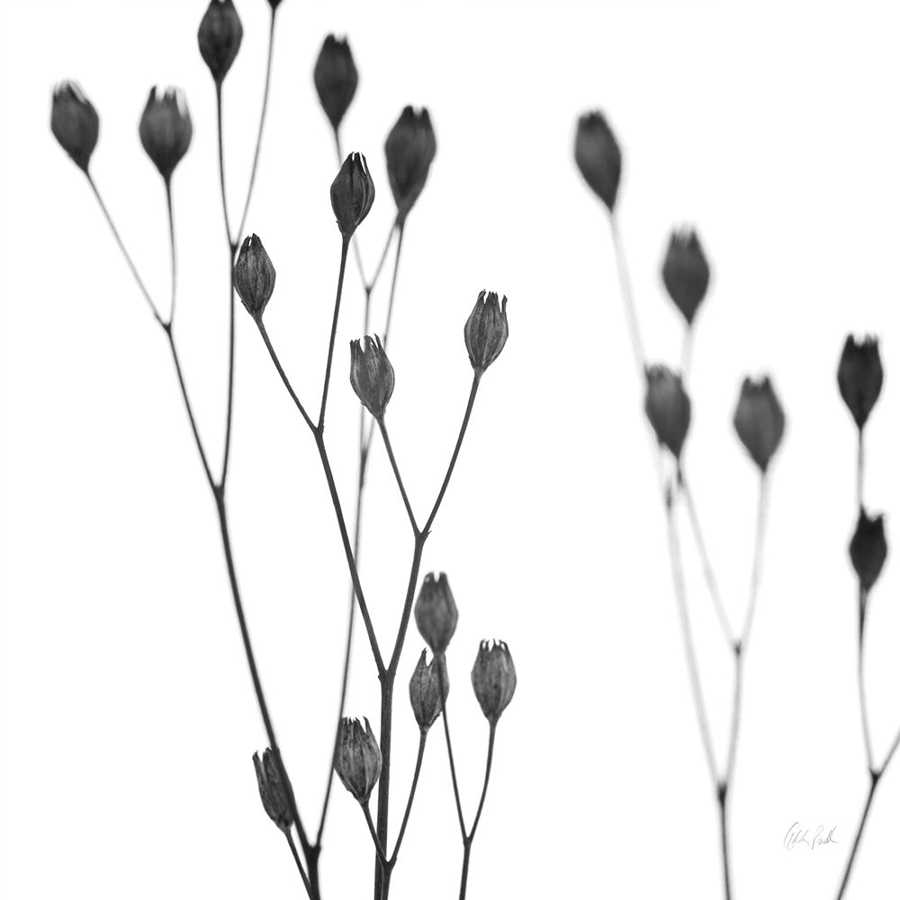 Buds I art print by Deborah Revell for $57.95 CAD