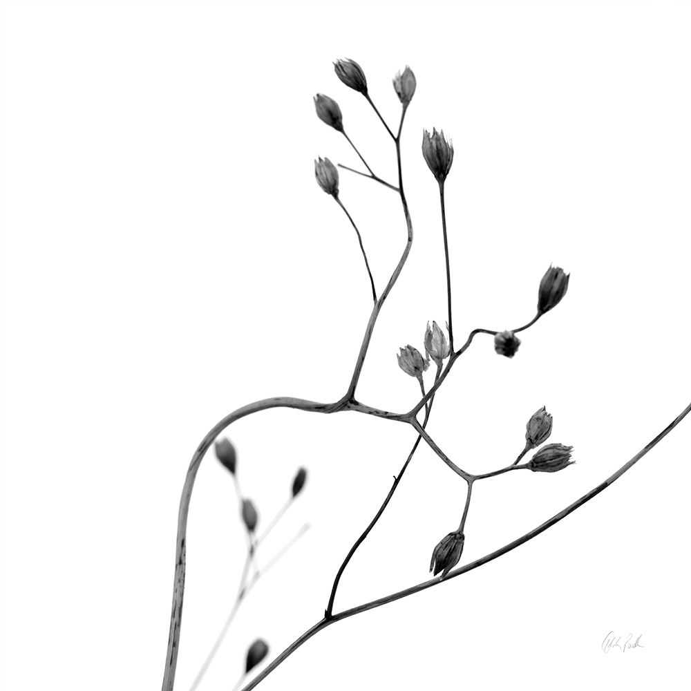 Buds II art print by Deborah Revell for $57.95 CAD