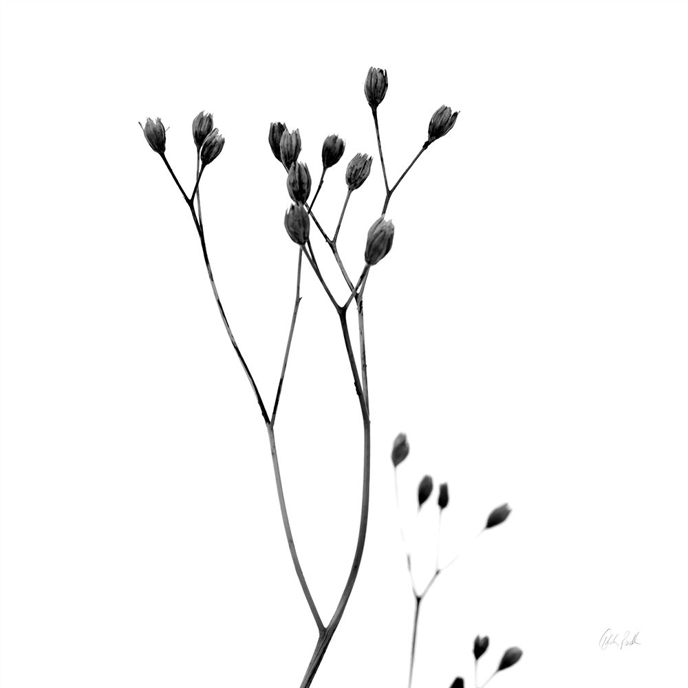 Buds III art print by Deborah Revell for $57.95 CAD