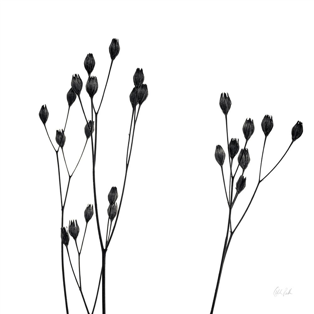 Buds IV art print by Deborah Revell for $57.95 CAD