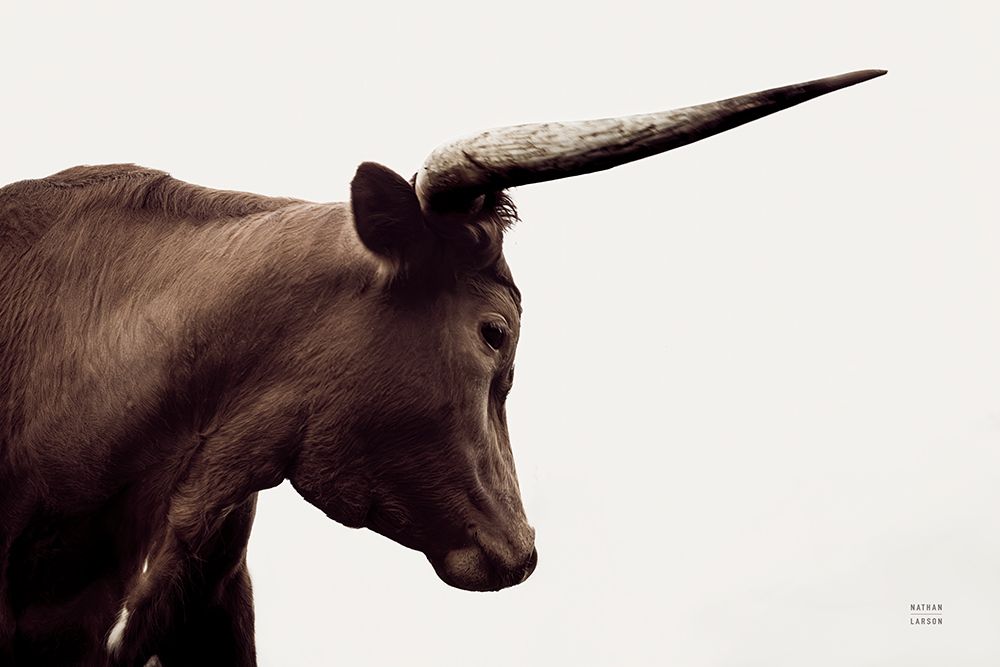 Longhorn Sunset Graze Sepia art print by Nathan Larson for $57.95 CAD