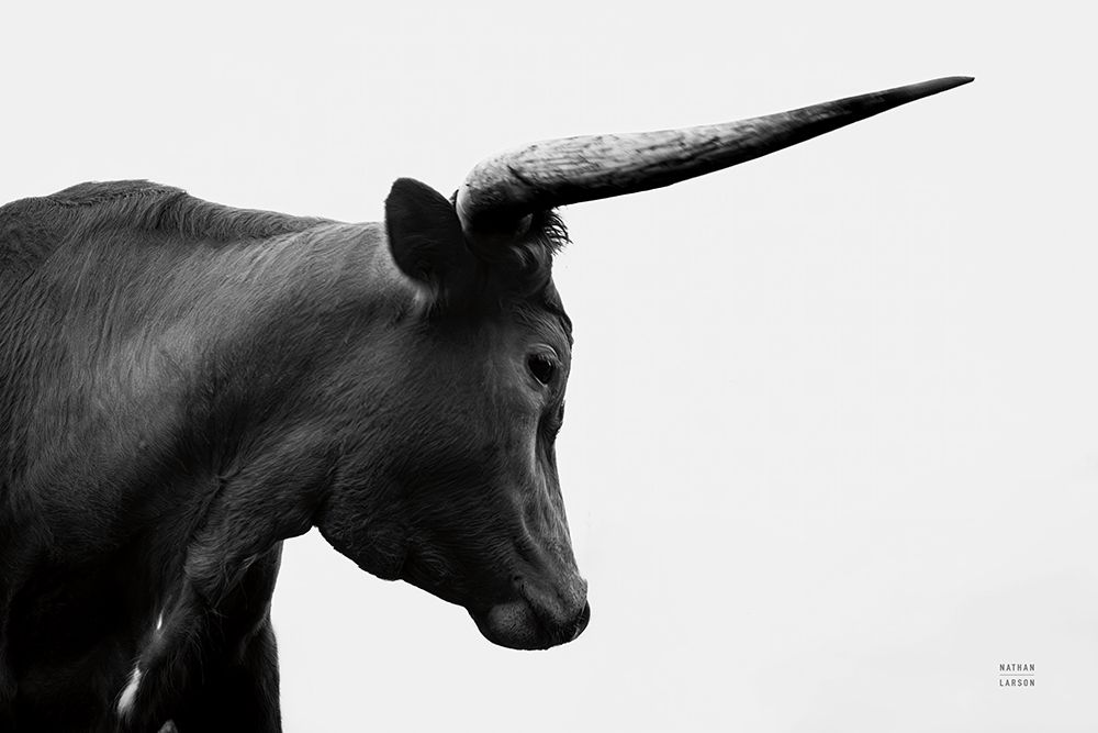 Longhorn Sunset Graze BW art print by Nathan Larson for $57.95 CAD