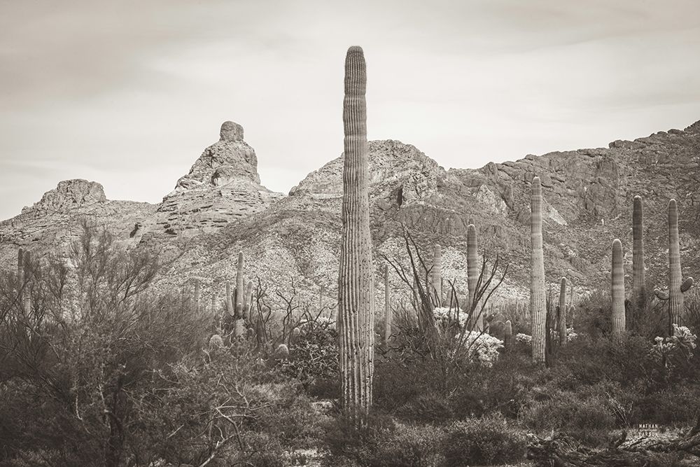 Desert Mornings art print by Nathan Larson for $57.95 CAD
