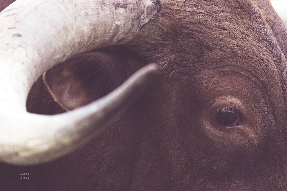 Longhorn Watch art print by Nathan Larson for $57.95 CAD
