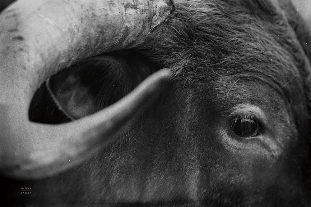Longhorn Watch BW art print by Nathan Larson for $57.95 CAD