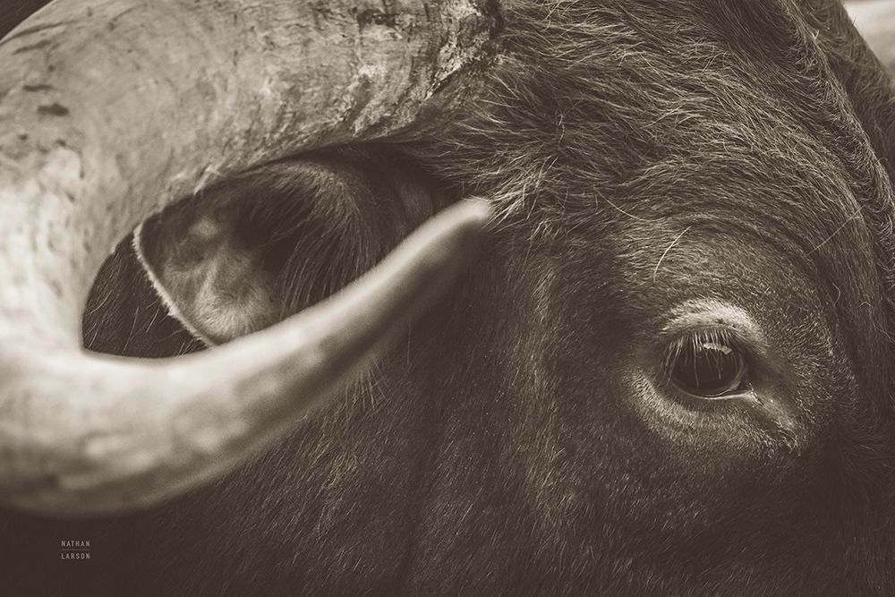 Longhorn Watch Sepia art print by Nathan Larson for $57.95 CAD