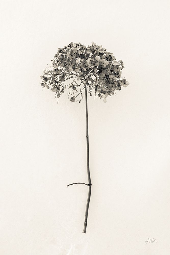 Sleek Simplicity I art print by Deborah Revell for $57.95 CAD