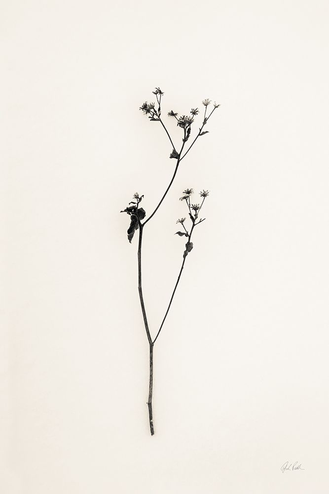 Sleek Simplicity III art print by Deborah Revell for $57.95 CAD