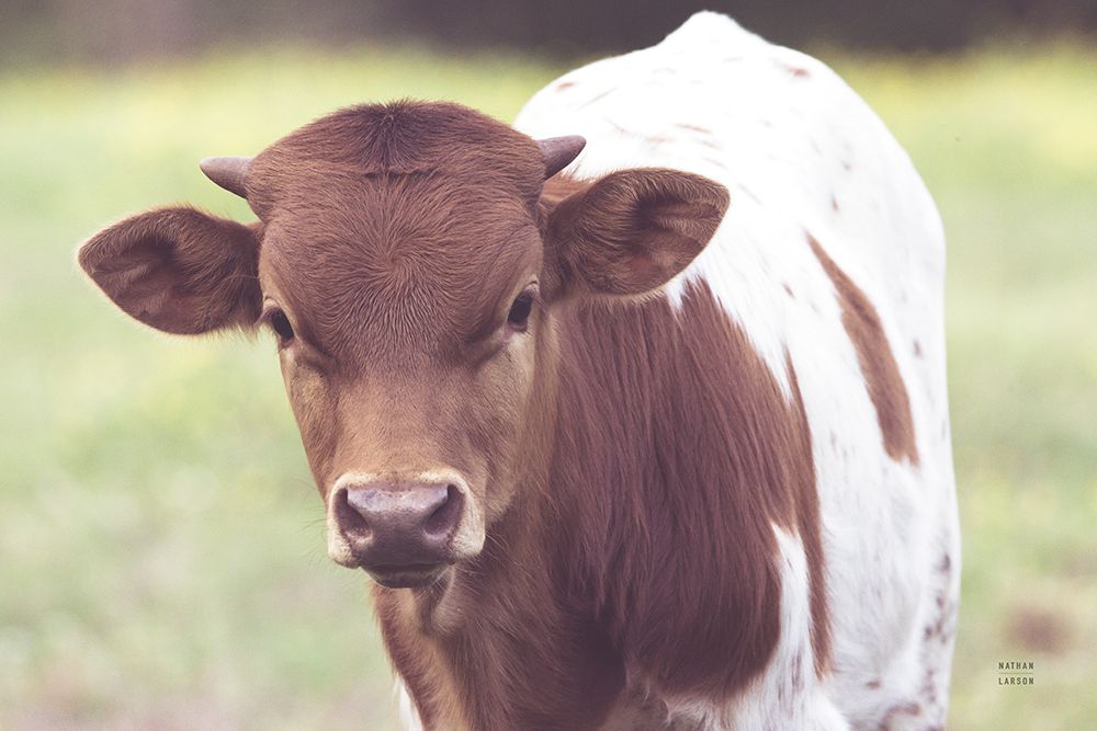 Little Longhorn art print by Nathan Larson for $57.95 CAD