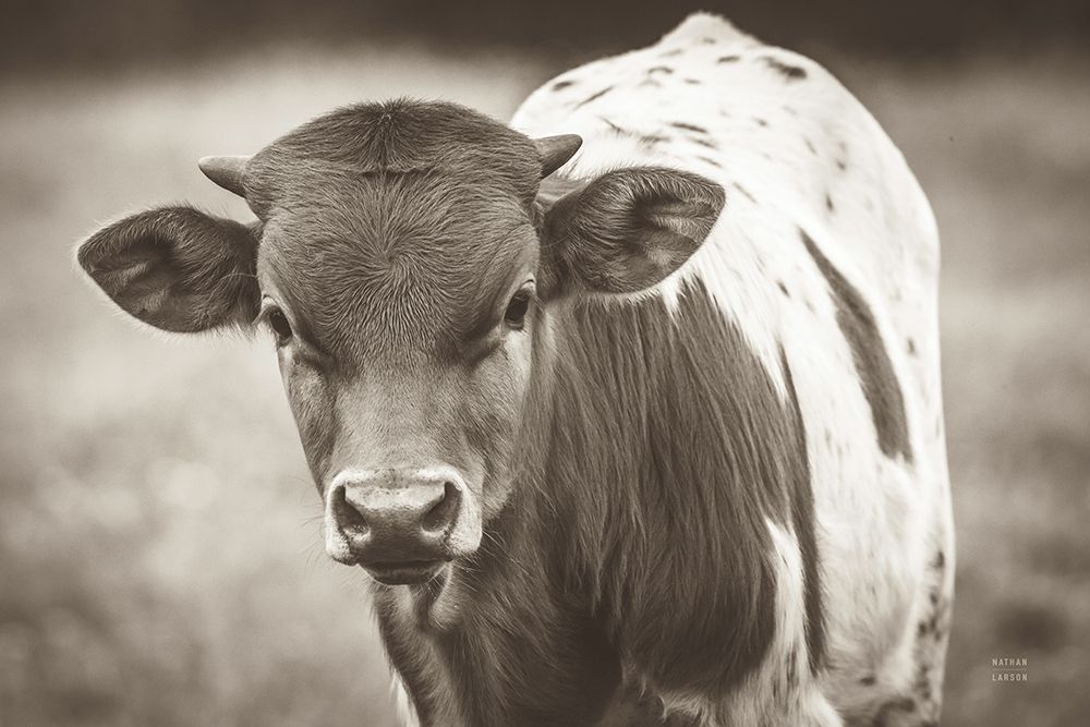 Little Longhorn Sepia art print by Nathan Larson for $57.95 CAD