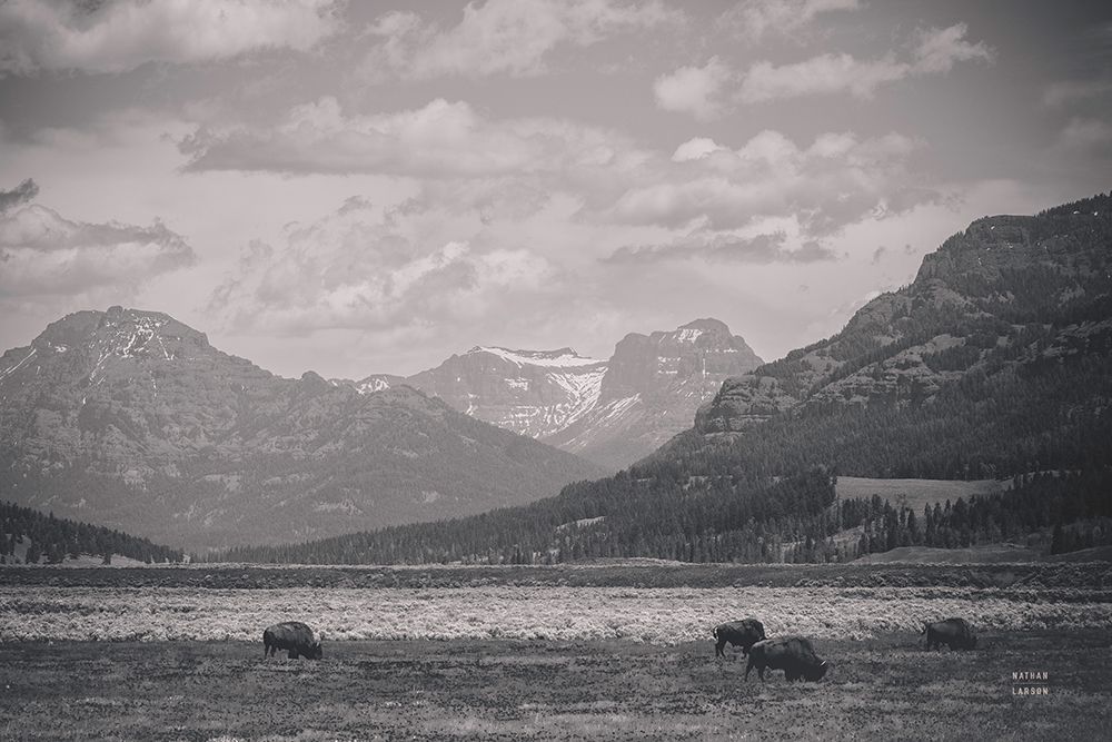 Bison Homeland art print by Nathan Larson for $57.95 CAD