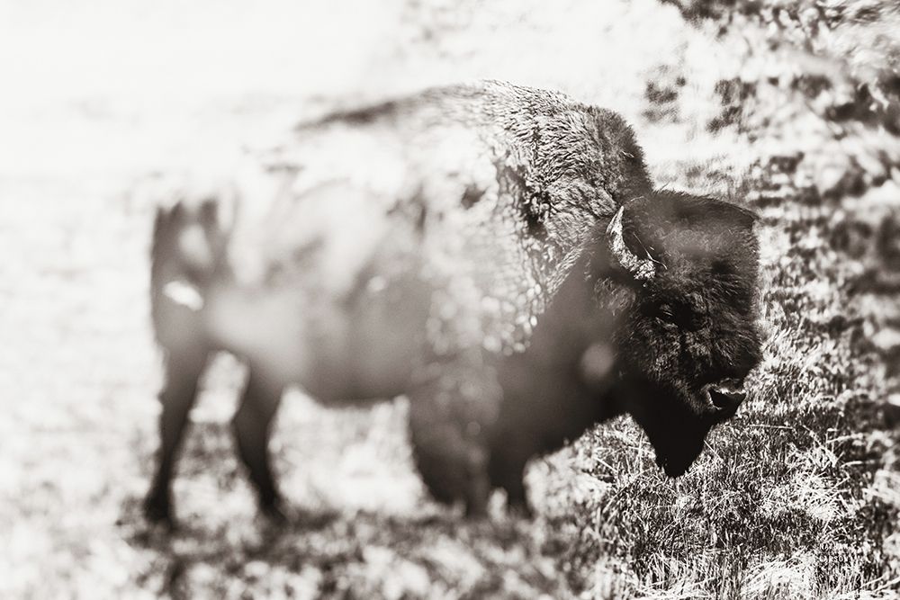 Bison Dream art print by Nathan Larson for $57.95 CAD