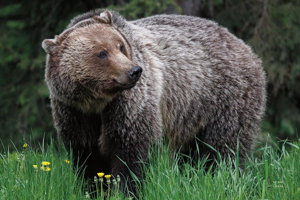 British Columbia Grizzly in a Field art print by Nathan Larson for $57.95 CAD