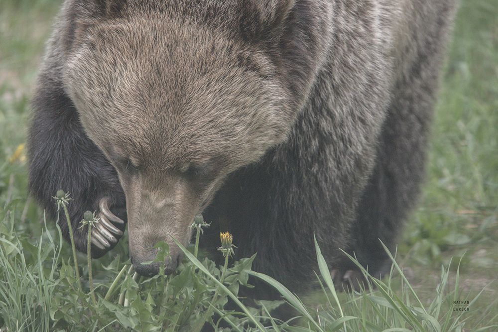 Grazing Grizzly art print by Nathan Larson for $57.95 CAD