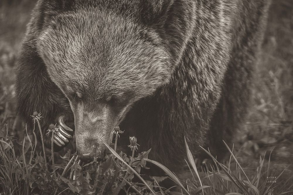 Grazing Grizzly Sepia art print by Nathan Larson for $57.95 CAD