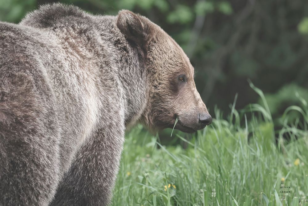 Grizzly Profile art print by Nathan Larson for $57.95 CAD