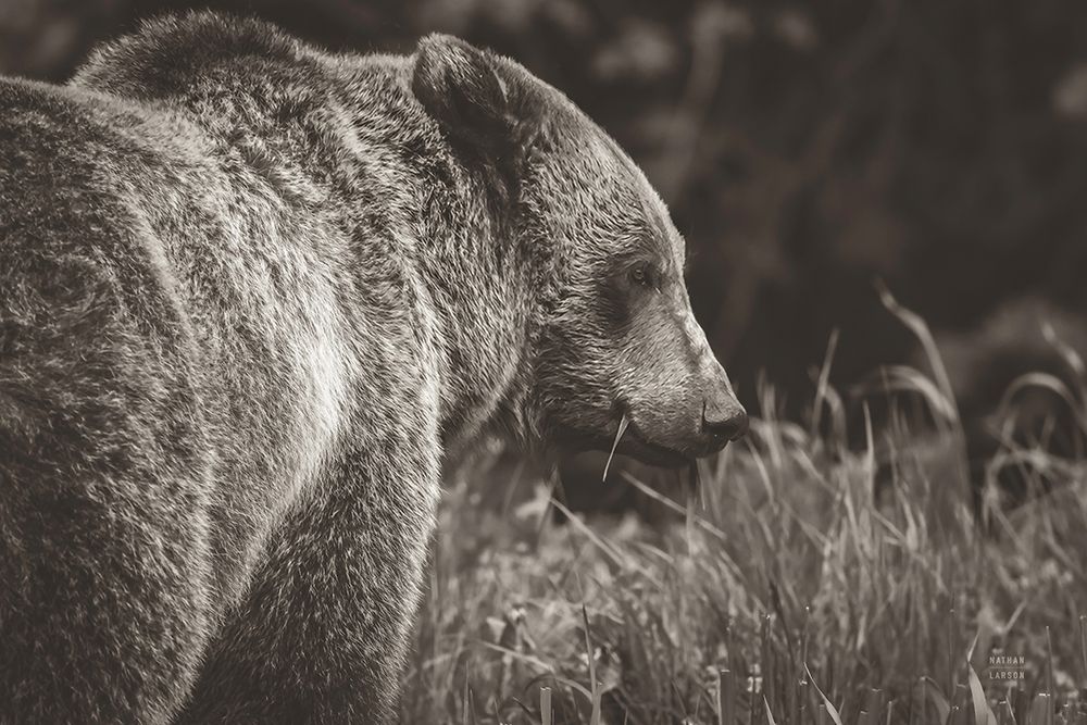 Grizzly Profile BW art print by Nathan Larson for $57.95 CAD