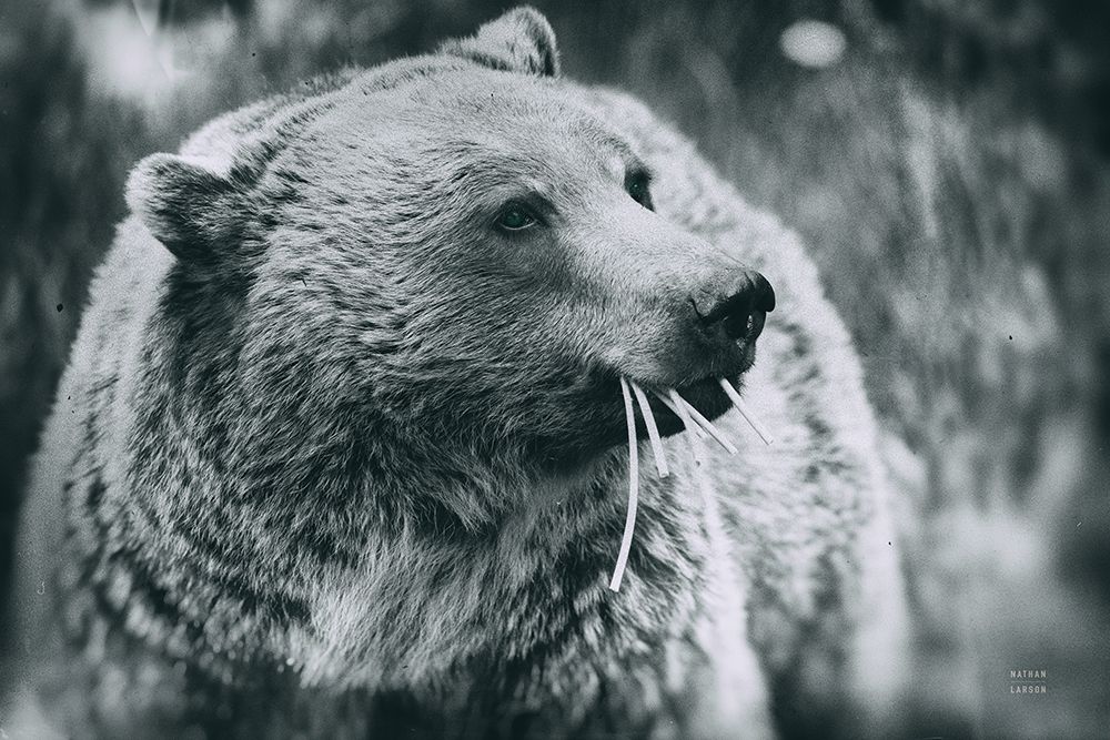 Grizzly Snack art print by Nathan Larson for $57.95 CAD