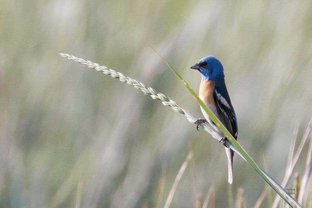 Lazuli Bunting art print by Nathan Larson for $57.95 CAD
