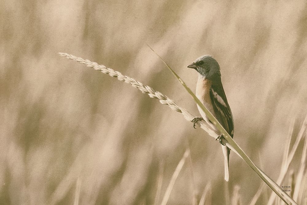 Lazuli Bunting art print by Nathan Larson for $57.95 CAD