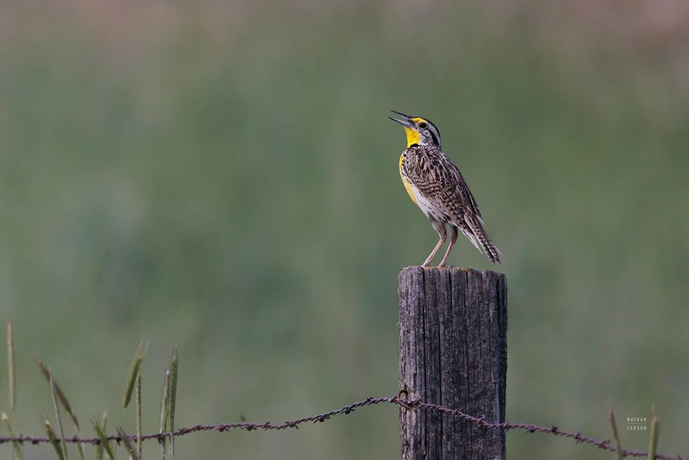 Western Meadowlark art print by Nathan Larson for $57.95 CAD