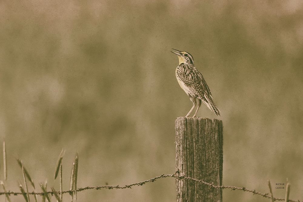 Western Meadowlark art print by Nathan Larson for $57.95 CAD