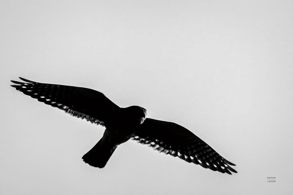 American Kestrel Hunting art print by Nathan Larson for $57.95 CAD