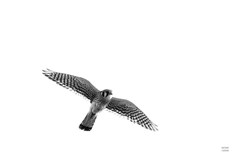 American Kestrel art print by Nathan Larson for $57.95 CAD