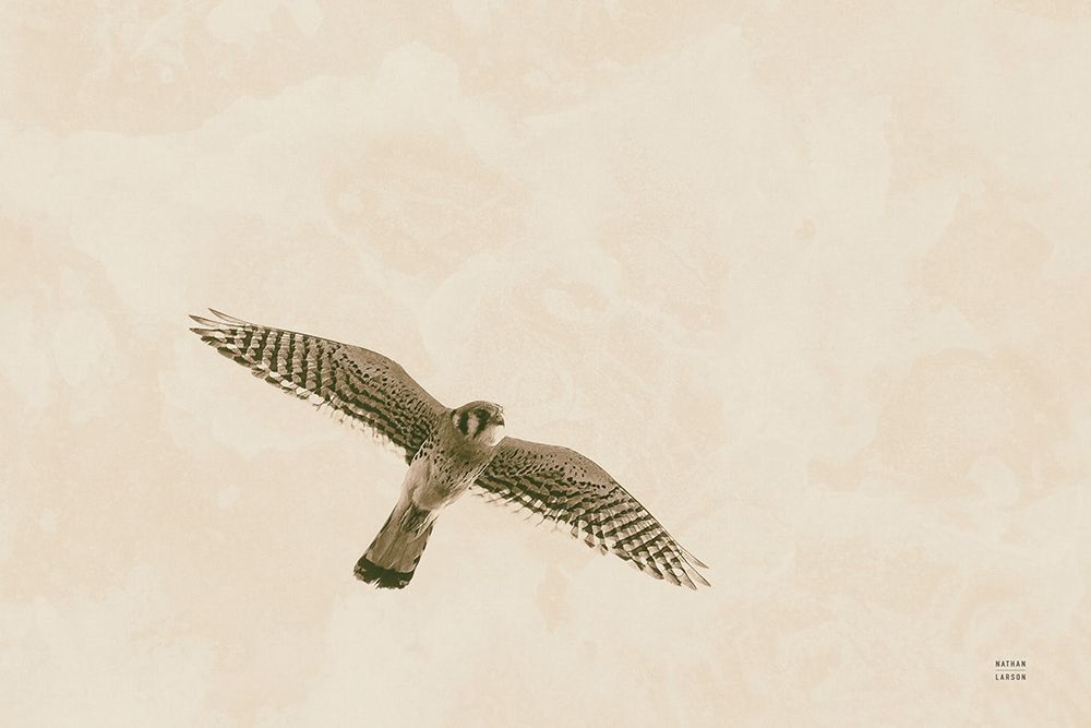 American Kestrel art print by Nathan Larson for $57.95 CAD