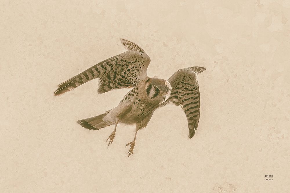 American Kestrel Incoming art print by Nathan Larson for $57.95 CAD