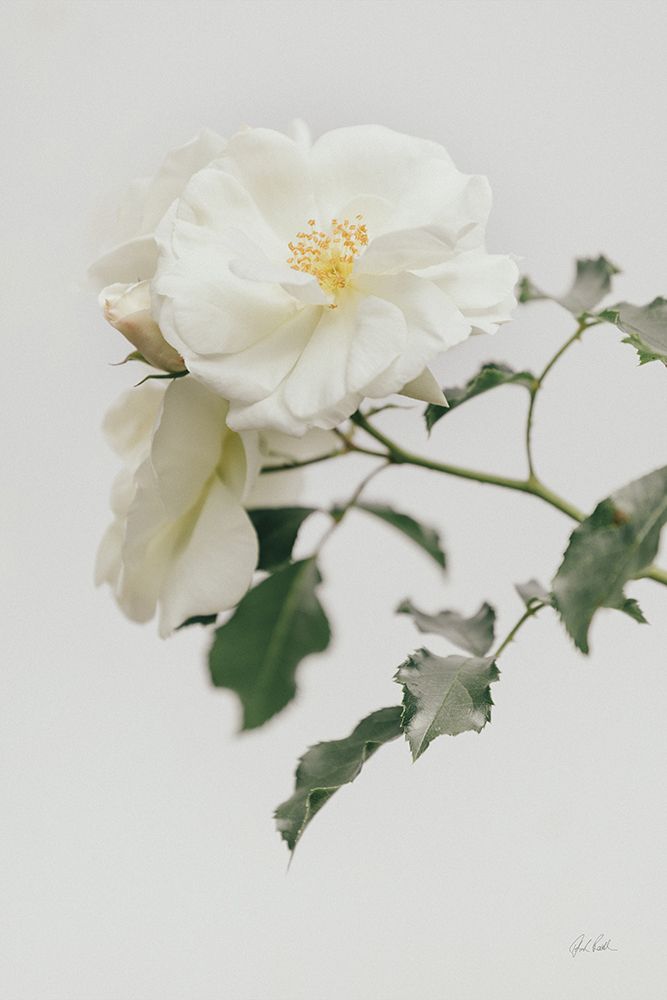 White Rose I art print by Deborah Revell for $57.95 CAD