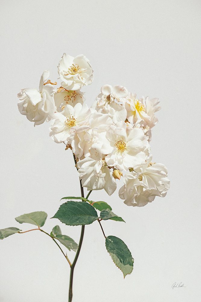 White Rose II art print by Deborah Revell for $57.95 CAD
