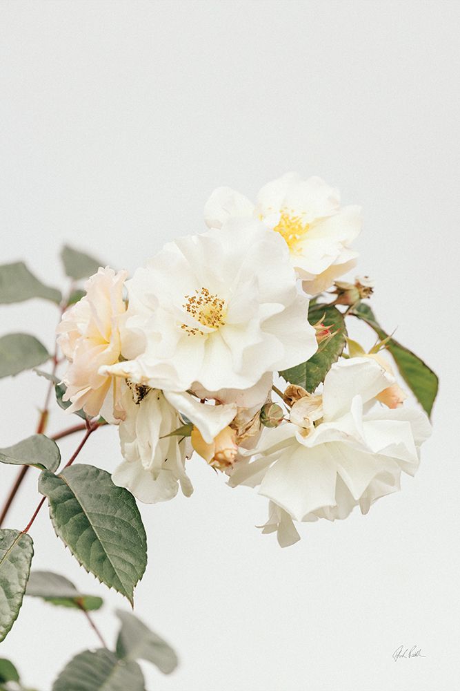 White Rose III art print by Deborah Revell for $57.95 CAD