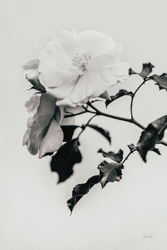 White Rose I BW art print by Deborah Revell for $57.95 CAD