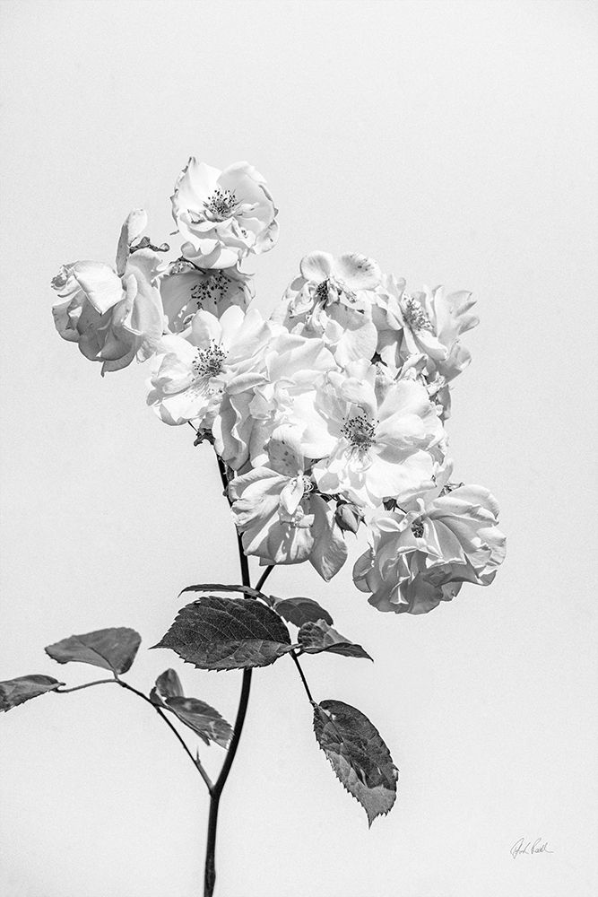 White Rose II BW art print by Deborah Revell for $57.95 CAD