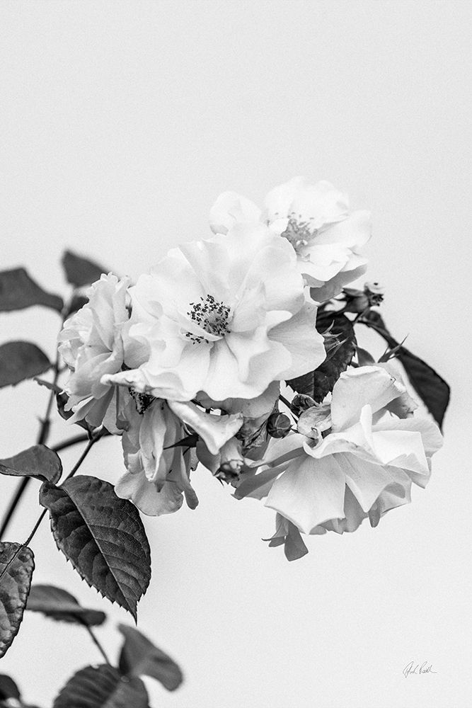 White Rose III BW art print by Deborah Revell for $57.95 CAD