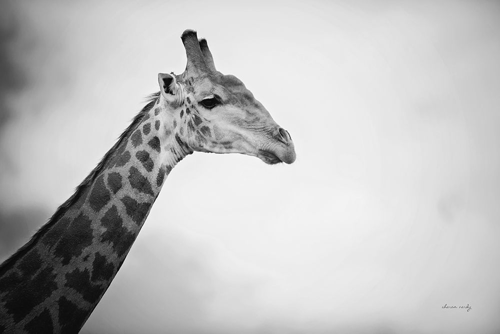 Head in the Clouds BW art print by Sharon Vardy for $57.95 CAD