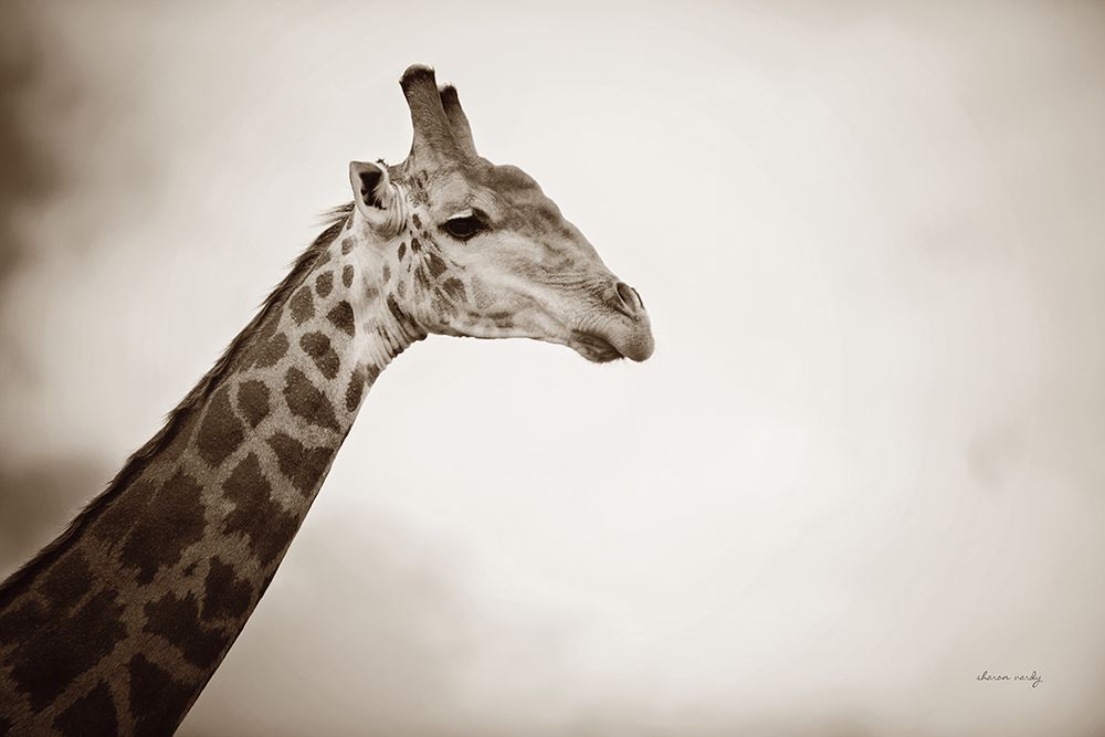 Head in the Clouds Sepia art print by Sharon Vardy for $57.95 CAD