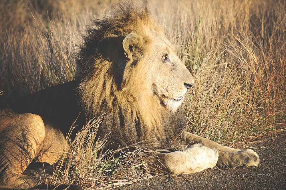 Golden Old Lion art print by Sharon Vardy for $57.95 CAD