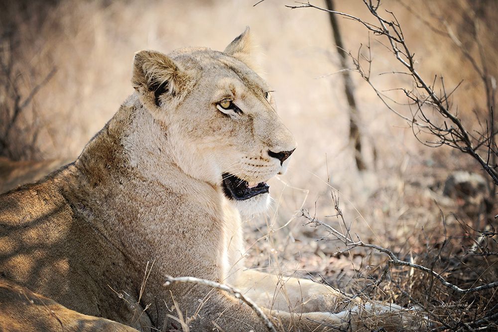 Lioness art print by Sharon Vardy for $57.95 CAD