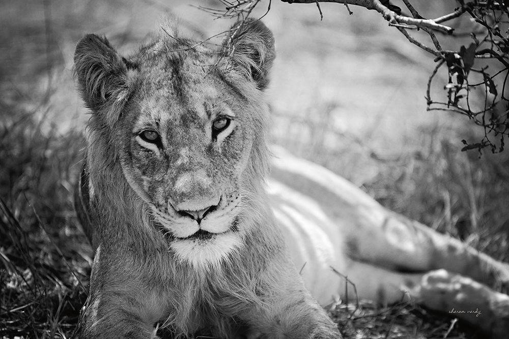 Lion Gaze BW art print by Sharon Vardy for $57.95 CAD