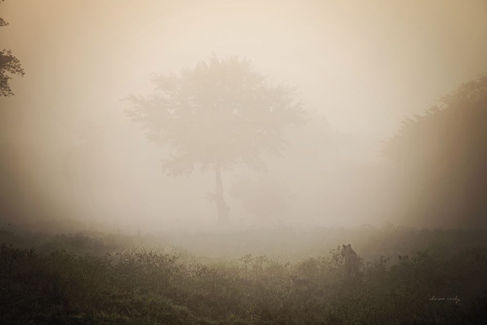 Misty Lions art print by Sharon Vardy for $57.95 CAD